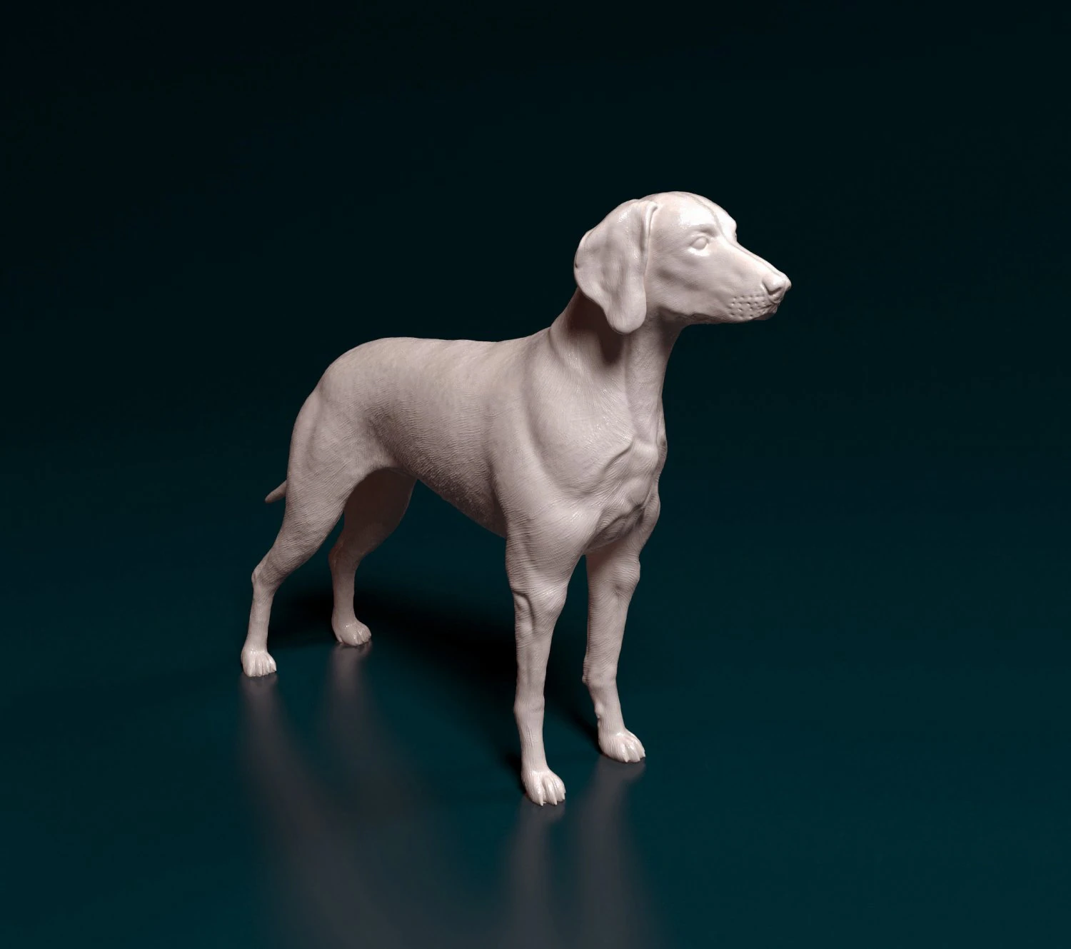Weimaraner 3D Print Model .c4d .max .obj .3ds .fbx .stl .blend 