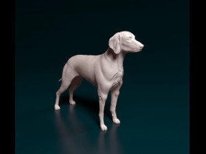 Weimaraner 3D Print Model