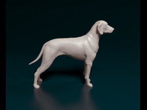 Weimaraner Modelo de impresión 3D