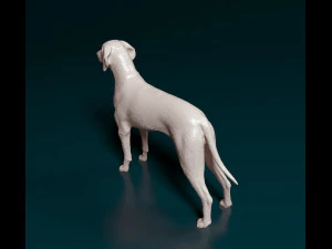 Weimaraner 3D Print Model