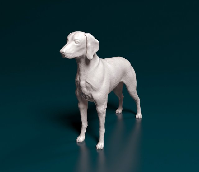 Staffy hotsell cross weimaraner
