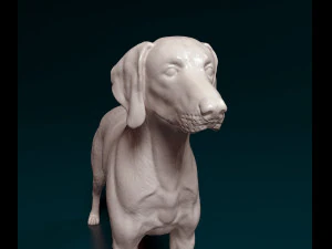 Weimaraner 3D Print Model