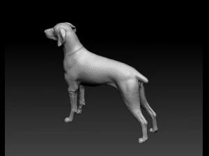 Weimaraner 3D Print Model