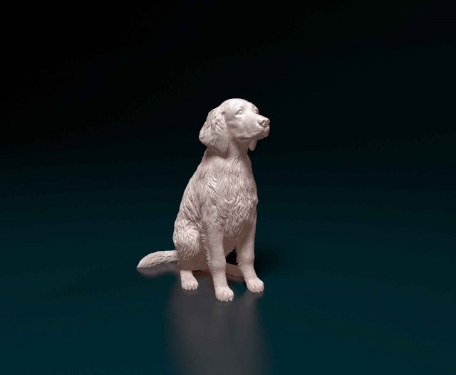 Welsh Springer spaniel Modello di stampa 3D .c4d .max .obj .3ds .fbx .stl .blend 