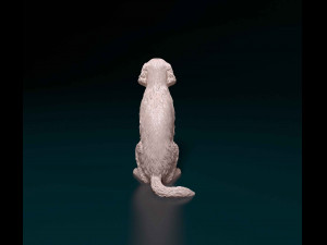 Welsh Springer spaniel Modello di stampa 3D