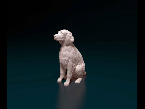 Welsh Springer spaniel Modello di stampa 3D