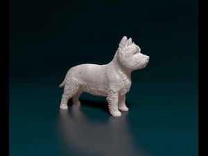 West highland white terrier Modèles 3D en vedette