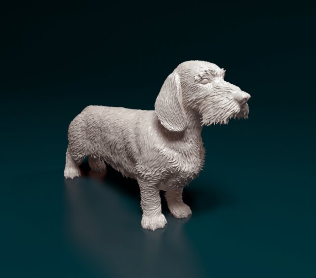 Dachshund Wire-haired 3D प्रिंट मॉडल .c4d .max .obj .3ds .fbx .stl .blend 