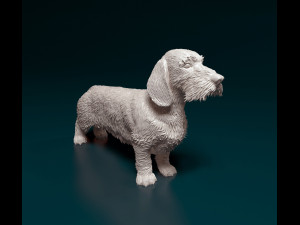 Dachshund Wire-haired Modèles 3D en vedette