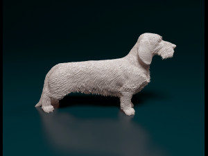 Dachshund Wire-haired 3D प्रिंट मॉडल