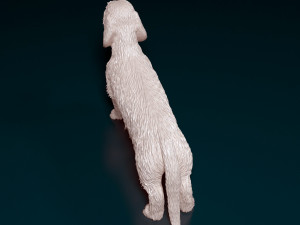Dachshund Wire-haired 3D प्रिंट मॉडल