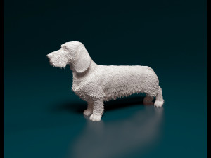 Dachshund Wire-haired 3D प्रिंट मॉडल