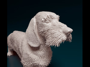 Dachshund Wire-haired 3D प्रिंट मॉडल