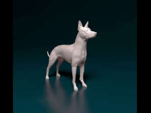 Xoloitzcuintle 3D Print Model