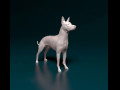 Xoloitzcuintle 3D प्रिंट मॉडल