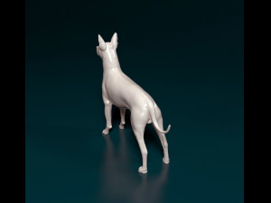 Xoloitzcuintle Modello di stampa 3D