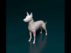 Xoloitzcuintle 3D Print Model
