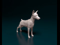 Zwerg pinscher 3D प्रिंट मॉडल