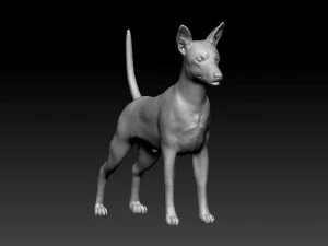 Pinscher Zwerg Modelo de Impressão 3D
