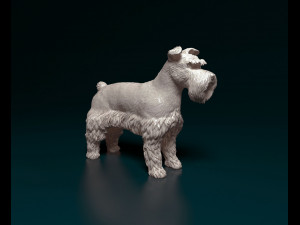 Zwerg Schnauzer Modèles 3D en vedette