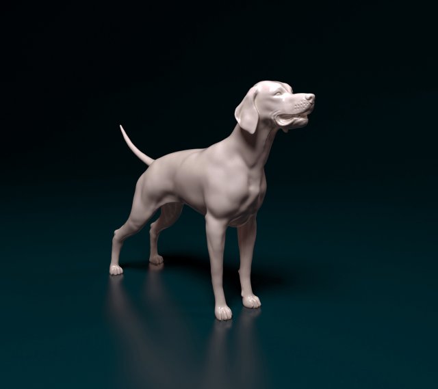 English Pointer 3D Print Model .c4d .max .obj .3ds .fbx .stl .blend 