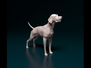 English Pointer 3D Print Model