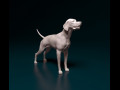 English Pointer 3D प्रिंट मॉडल
