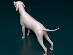 English Pointer 3D Print Model