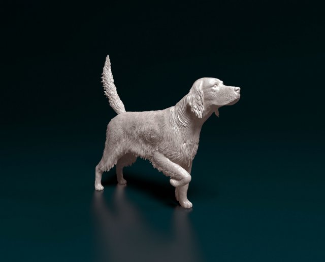 English Setter 3D प्रिंट मॉडल .c4d .max .obj .3ds .fbx .stl .blend 