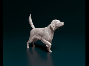 English Setter 3D Print Model