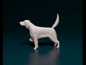 English Setter 3D प्रिंट मॉडल