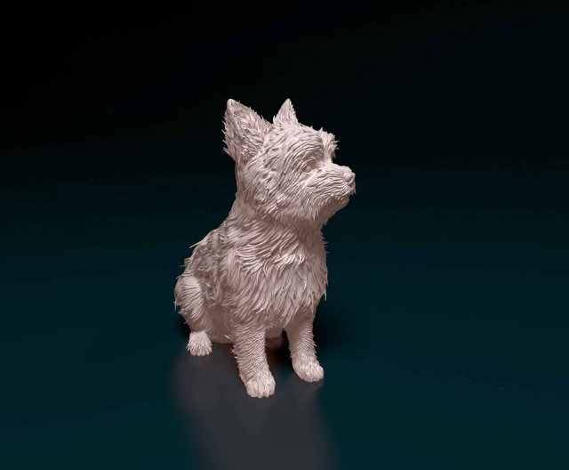 Yorkshire terrier Modèles 3D en vedette .c4d .max .obj .3ds .fbx .stl .blend 