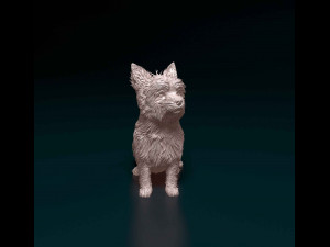 Yorkshire terrier Modèles 3D en vedette