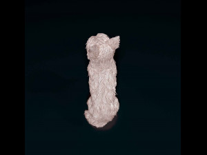 Yorkshire terrier Modèles 3D en vedette