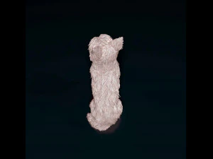 Yorkshire terrier 3D Print Model