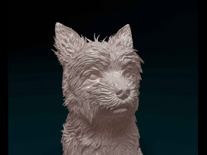Yorkshire terrier Modèles 3D en vedette