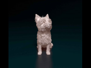 Yorkshire terrier Modèles 3D en vedette