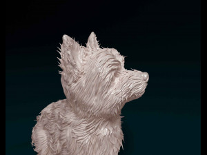 Yorkshire terrier Modèles 3D en vedette