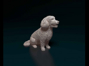 Bichon Frise 3D Print Model