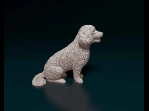 Bichon Frise 3D Print Model