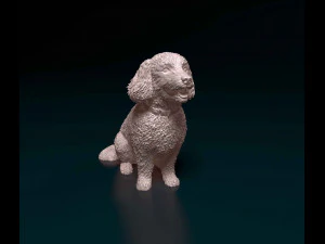 Bichon Frise 3D Print Model