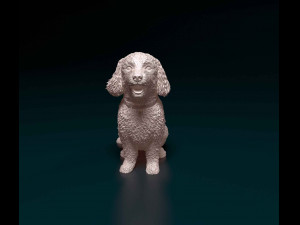 Bichon Frise Model Cetak 3D