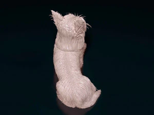 Yorkshire terrier 3D Print Model