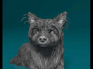 Yorkshire terrier 3D Print Model