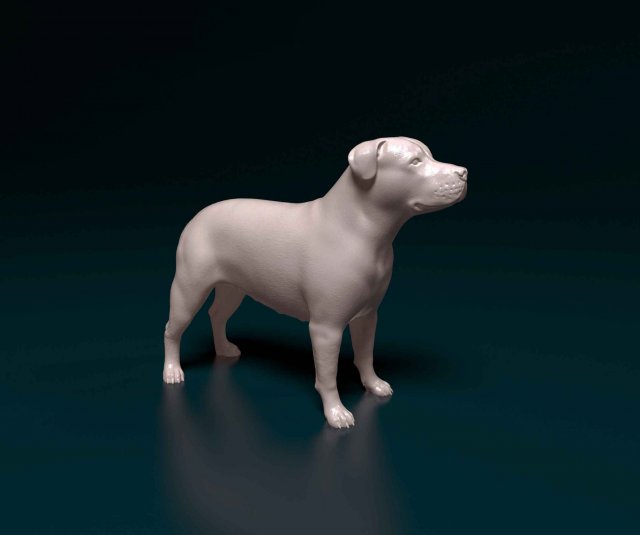 Pit Bull terrier Modelo de Impressão 3D .c4d .max .obj .3ds .fbx .stl .blend 