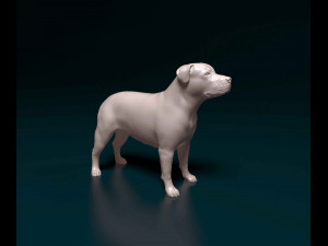 Pit Bull terrier 3D Print Model