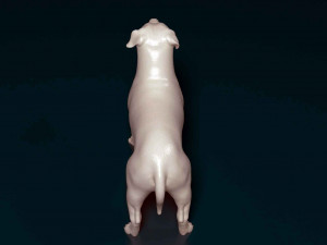 Pit Bull terrier Modelo de Impressão 3D