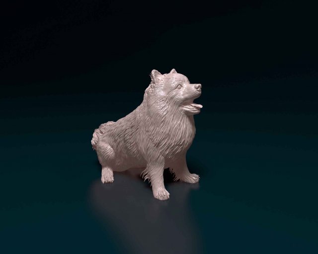 Pomeranian Modello di stampa 3D .c4d .max .obj .3ds .fbx .stl .blend 