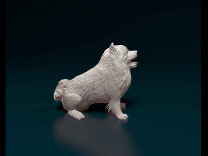 Pomeranian Modello di stampa 3D