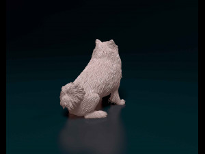 Pomeranian Modello di stampa 3D
